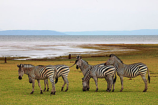 非洲,津巴布韦,斑马,岸边,卡里巴湖