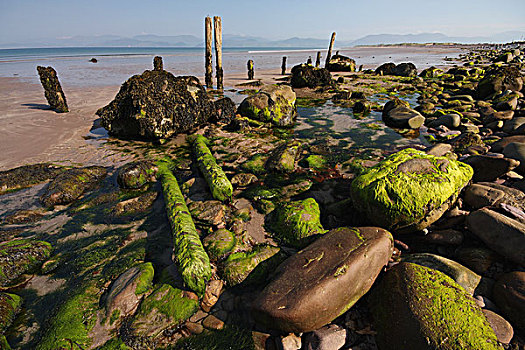 海草,石头,海滩,凯瑞郡,爱尔兰
