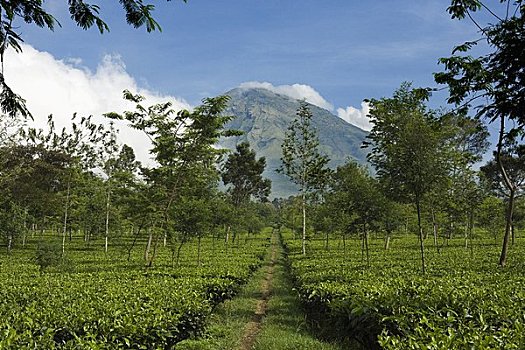 茶园,靠近,攀升,中爪哇,爪哇,印度尼西亚