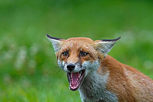 红狐,狐属,草丛,强势,姿势,英格兰东南,英国,欧洲