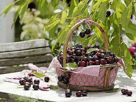甜樱桃,篮子,花园桌