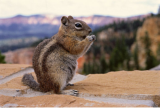 花栗鼠,坐,石墙,布莱斯峡谷国家公园,犹他,美国