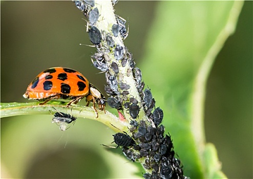 生物学,虫害防治