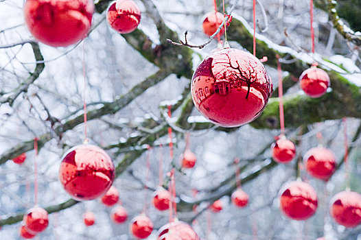 红色,圣诞节,彩球,悬挂,户外,树上