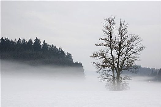 风景,树,雾