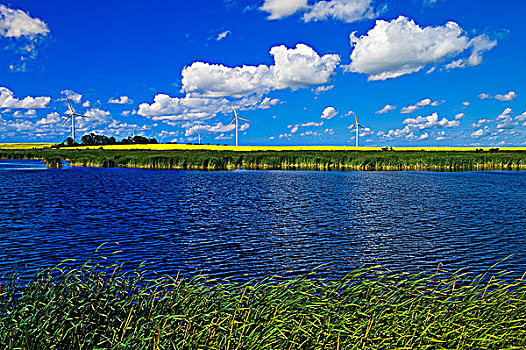 草原,低湿地,油菜地,风轮机,背景,曼尼托巴,加拿大