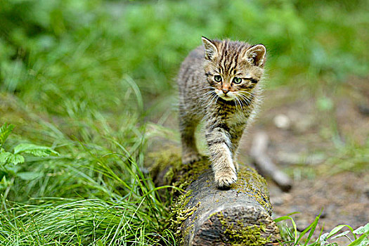 欧洲,野猫科动物,斑貓,走,树干,瑞士