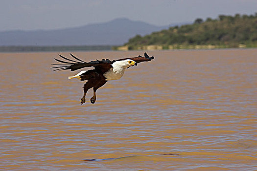 非洲,吼海雕,飞行,捕鱼,湖,肯尼亚