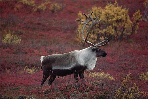 北美驯鹿,驯鹿属,雄性动物,秋天,苔原,阿拉斯加