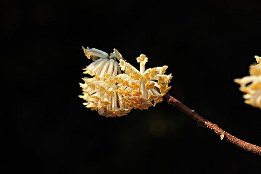 结香花,结香