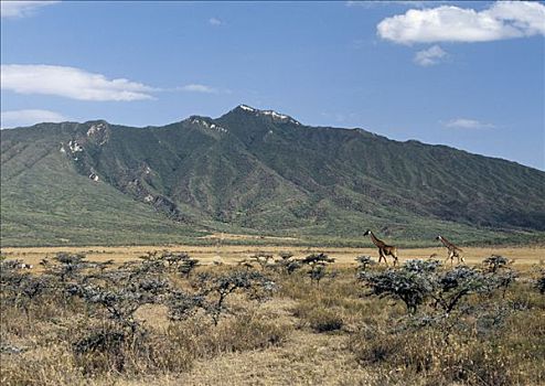 马萨伊,长颈鹿,马塞马拉野生动物保护区