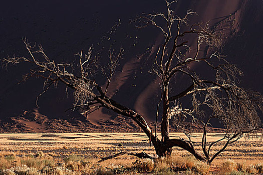 死,骆驼,刺,树,沙丘,索苏维来地区,纳米布沙漠,纳米比诺克陆夫国家公园,纳米比亚,非洲