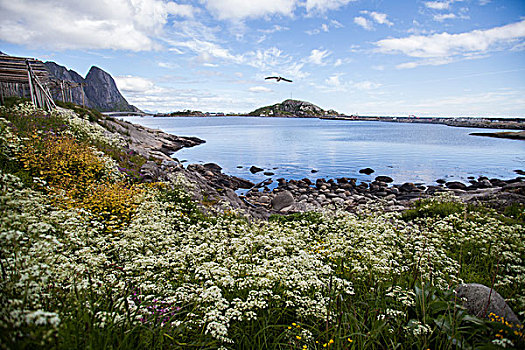 石头,海滩,罗弗敦群岛,挪威