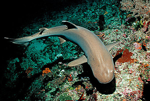 灰三齿鲨,鲎鲛,马尔代夫,印度洋