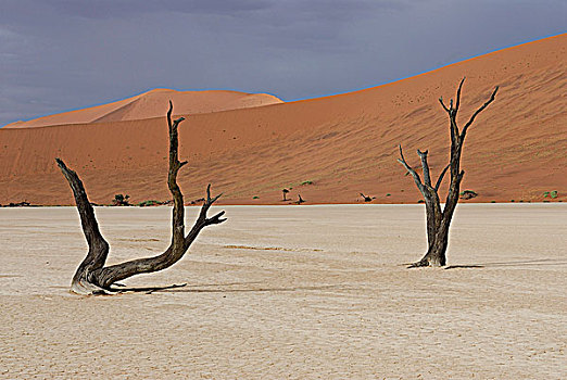 纳米比亚,国家,沙漠,化石,树,沮丧,索苏维来地区