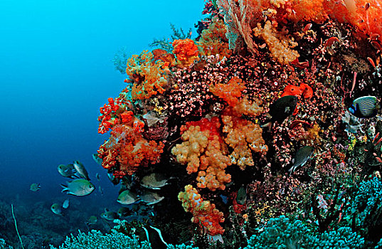 珊瑚礁,软珊瑚,低等腔肠动物,科莫多,印度洋,印度尼西亚