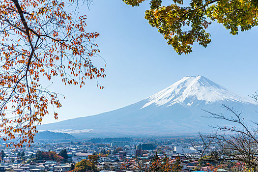 山,富士山,枫树