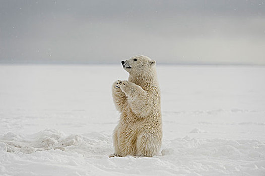 北极熊,坐,向上,后腿,浮冰,沿岸地区,北极,阿拉斯加,冬天
