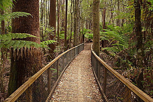 大树,走,地点,国家公园,塔斯马尼亚,澳大利亚