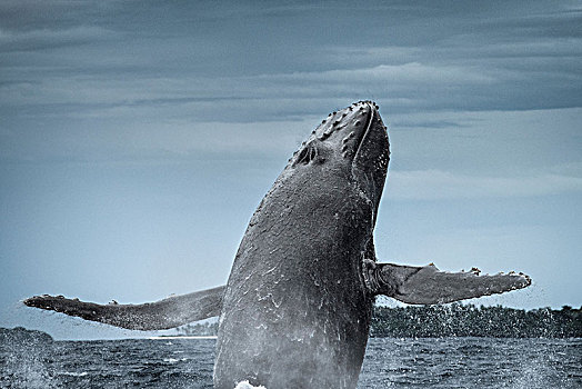 驼背鲸,大翅鲸属,鲸鱼,鲸跃,汤加,斐济