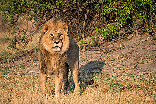 雄性,狮子,看镜头,草地,博茨瓦纳,非洲,特写,大幅,尺寸