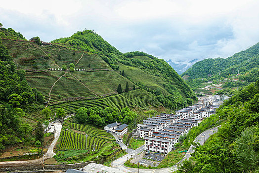 茶园,山区,土地,湖北,神农架,大山,种植,经济作物,农村,茶农