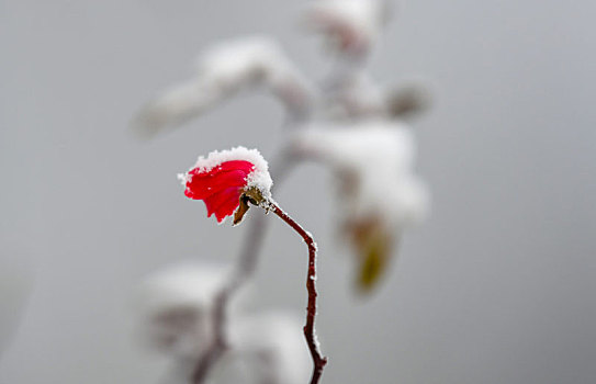 重庆酉阳,雪中月季花娇艳