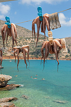 章鱼,向上,弄干,晾衣绳,布拉卡区,海滩,克里特岛,希腊,欧洲