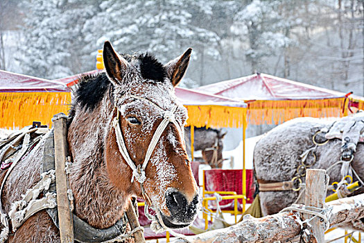 雪乡