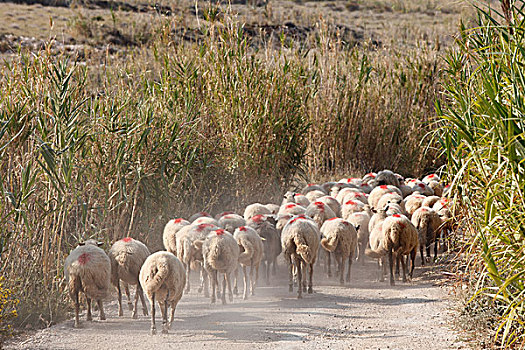 羊群,土路,达尔马提亚,亚德里亚海,克罗地亚,欧洲
