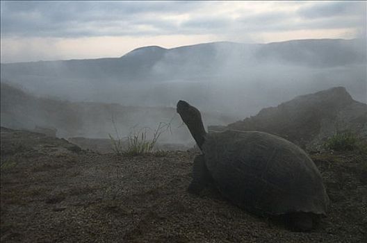 阿尔斯多火山海岛陆龟,加拉巴哥象龟,阿尔斯多火山,地面,伊莎贝拉岛,加拉帕戈斯群岛,厄瓜多尔