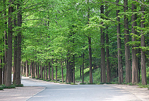公路树林