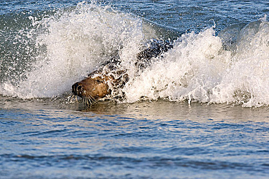 灰海豹,游泳,赫尔戈兰岛,德国