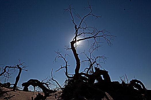 内蒙阿拉善额济纳旗沙漠里枯死的胡杨树林