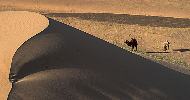 骆驼,站立,靠近,沙丘,戈壁沙漠