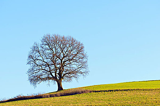 老,橡树,冬天,奥登瓦尔德,黑森州,德国