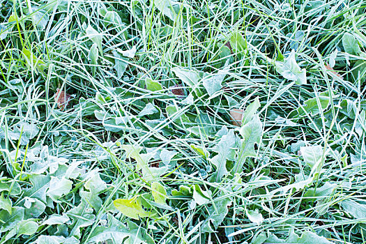 冰冻,草,背景