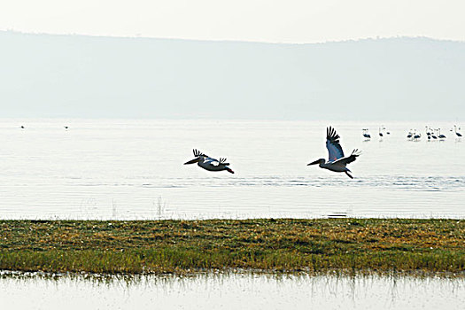 鹈鹕,飞跃,纳库鲁湖