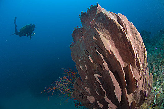 海绵,潜水,巴布亚新几内亚