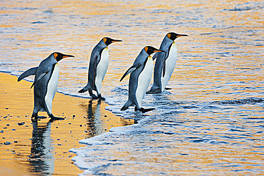 四个,成年,帝企鹅,水边,走,水,日出,反射,亮光