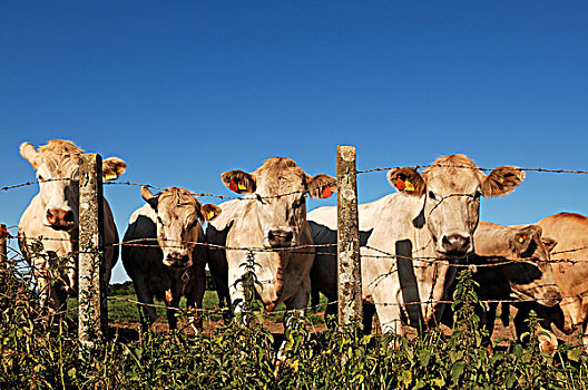 夏洛莱牛,牛,后面,栅栏,蓝天,德文郡,英格兰,英国,欧洲