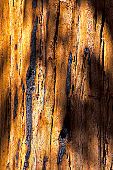 树皮,北美红杉,红杉国家公园,加利福尼亚,美国