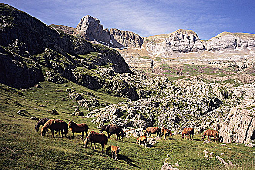 西班牙,阿拉贡,野马,山