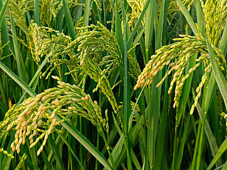 沉甸甸稻穗,稻米