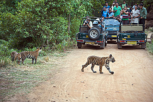 孟加拉虎,虎,老,幼兽,靠近,旅游,班德哈维夫国家公园,印度