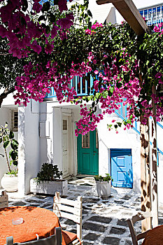 粉色,花,房子,院落,米克诺斯岛,基克拉迪群岛,希腊