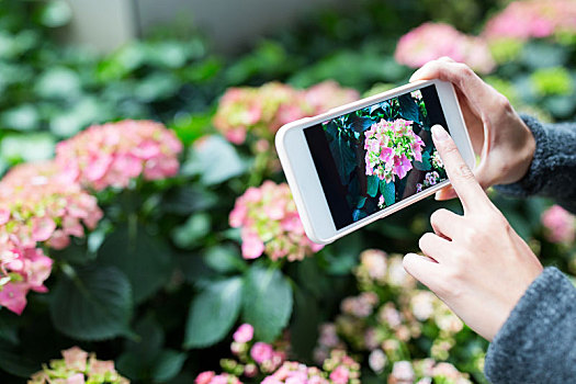 女人,手机,照相,八仙花属,花园