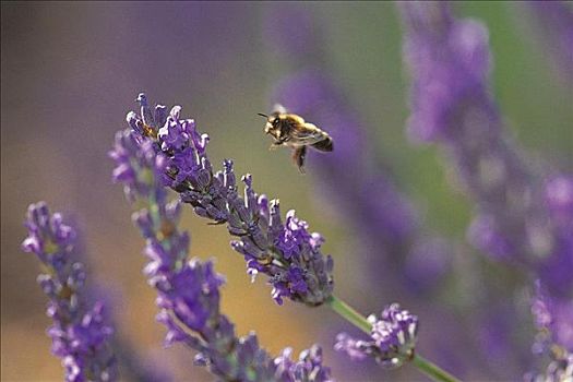 昆虫,飞,蜜蜂,正面,薰衣草,花,薰衣草属,紫色,药用植物,动物