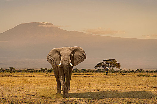 头像,大象,安伯塞利国家公园,裂谷,肯尼亚