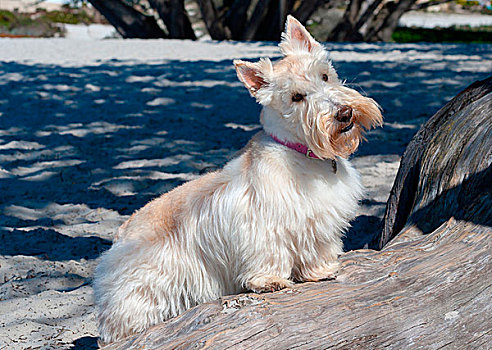 苏格兰小猎犬,坐,登录,白沙